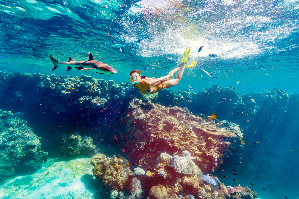 Tiket Ultimate Encounter Snorkel With Sharks In Fiji Harga Promo tiket-ultimate-encounter-snorkel-with-sharks-in-fiji-harga-promo