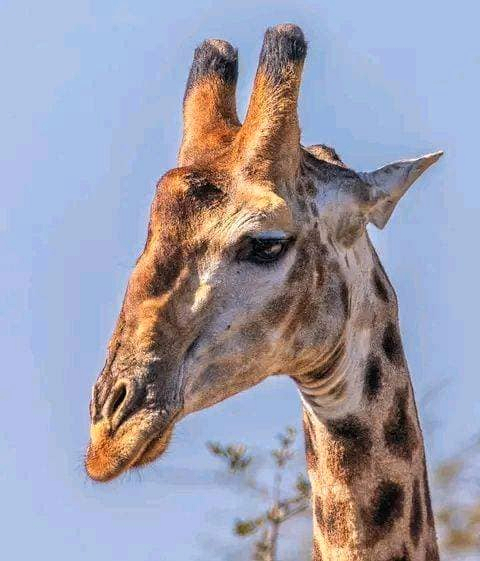 The Ultimate Masai Mara Safari Experience: 4-Day Big Five Adventure sCLDYcQp