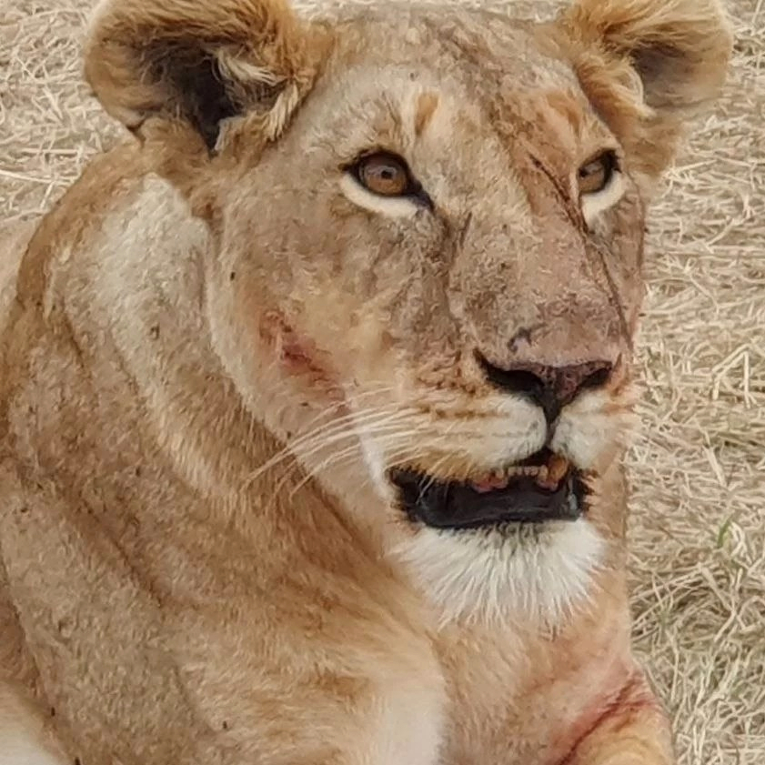 The Ultimate Masai Mara Safari Experience: 4-Day Big Five Adventure gtZ6rC1e-backdrop