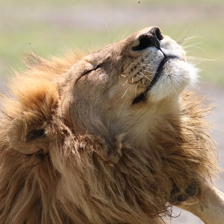 The Ultimate Masai Mara Safari Experience: 4-Day Big Five Adventure ICoRRRum