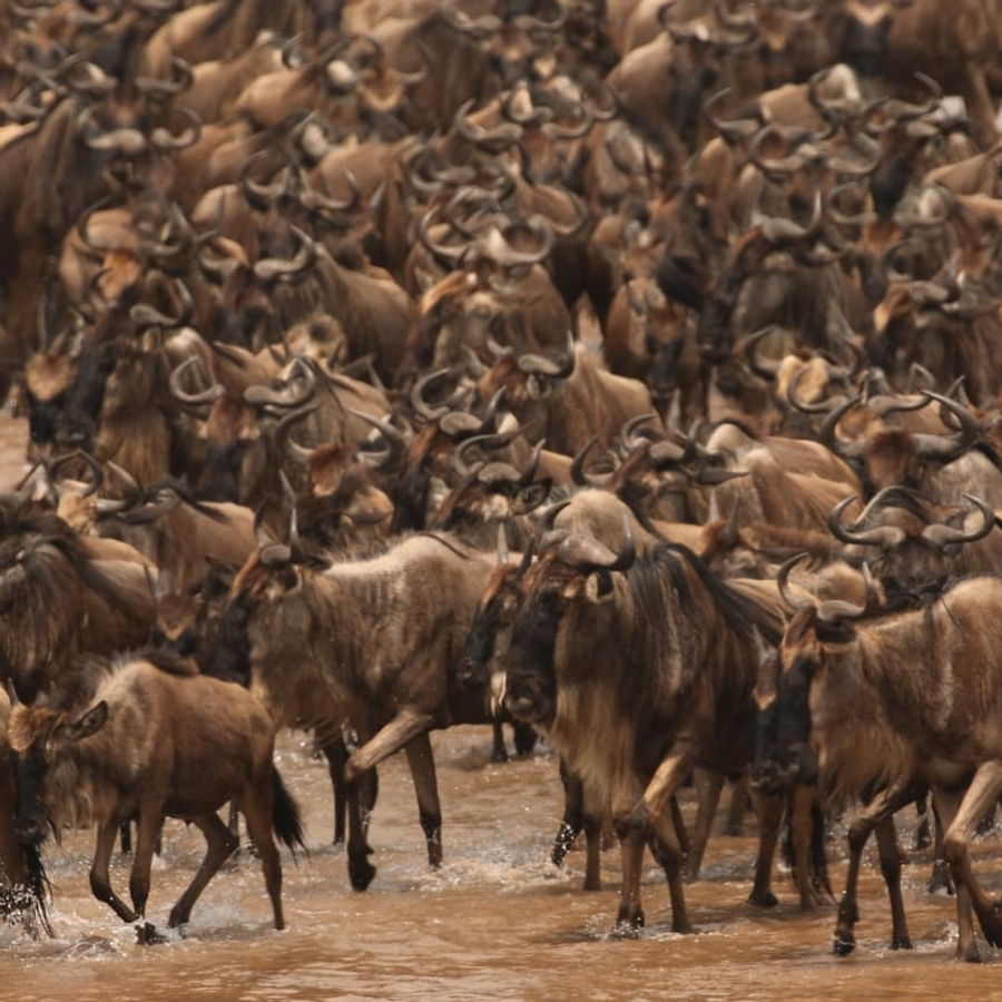 The Ultimate Masai Mara Safari Experience: 4-Day Big Five Adventure QonVDQCn
