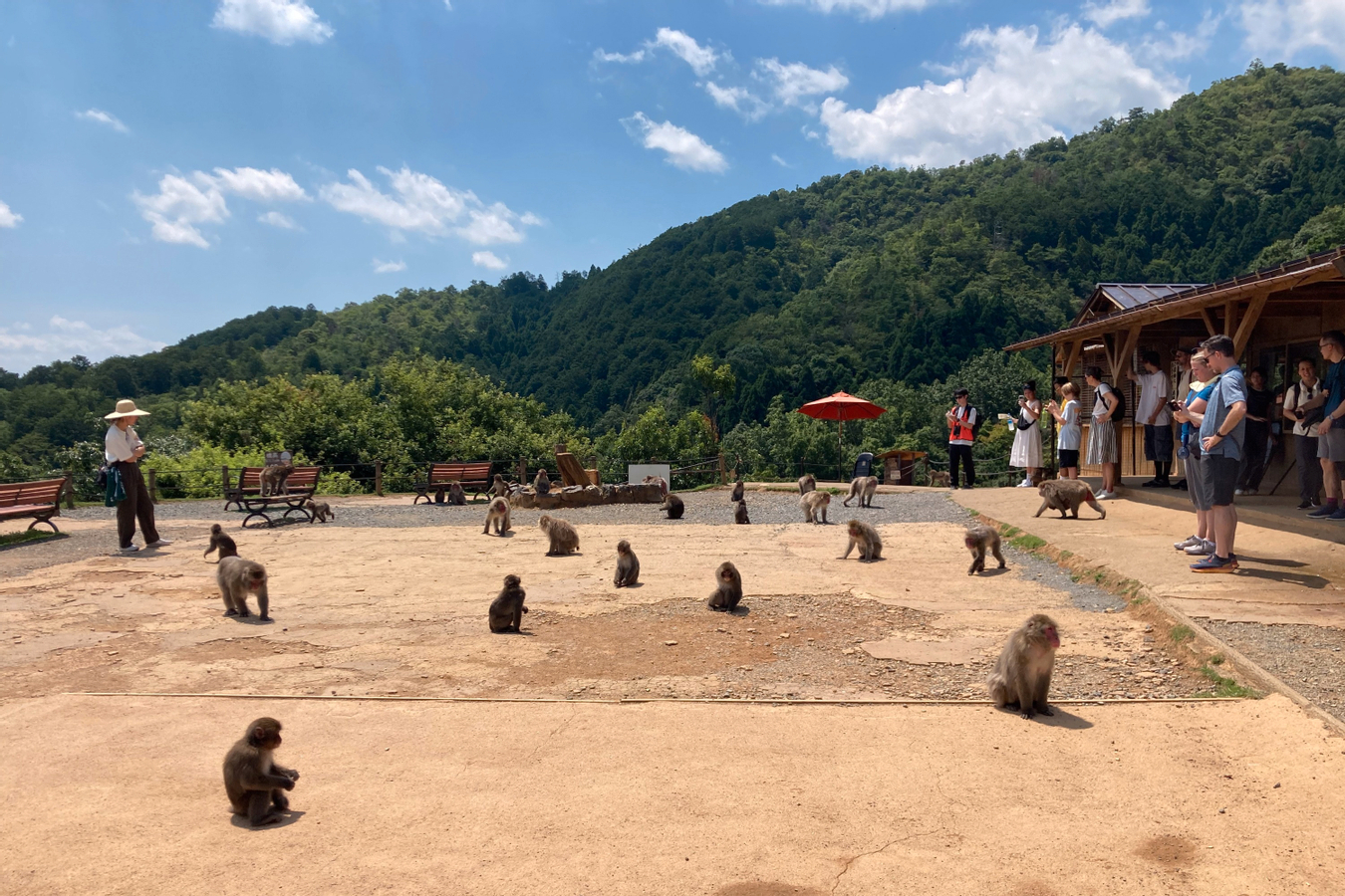 Kyoto City, Western Kyoto & Arashiyama Tour with Matcha Experience zqC0Vn10