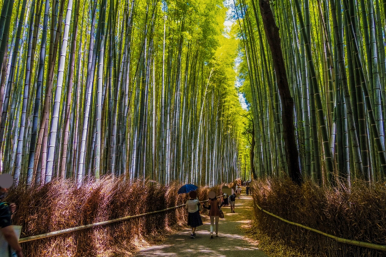 Kyoto City, Western Kyoto & Arashiyama Tour with Matcha Experience CyHNET3d-backdrop