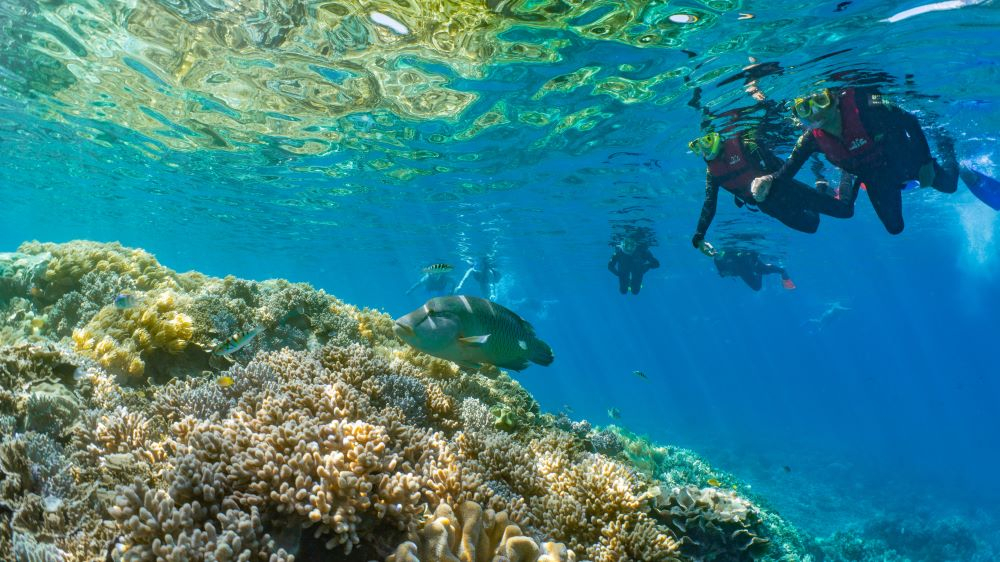 Moore Reef with Helicopter Flight Day Tour from Cairns rDg7Kury-backdrop
