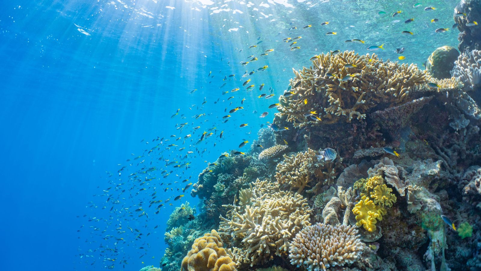 Moore Reef with Helicopter Flight Day Tour from Cairns op58hE5Q