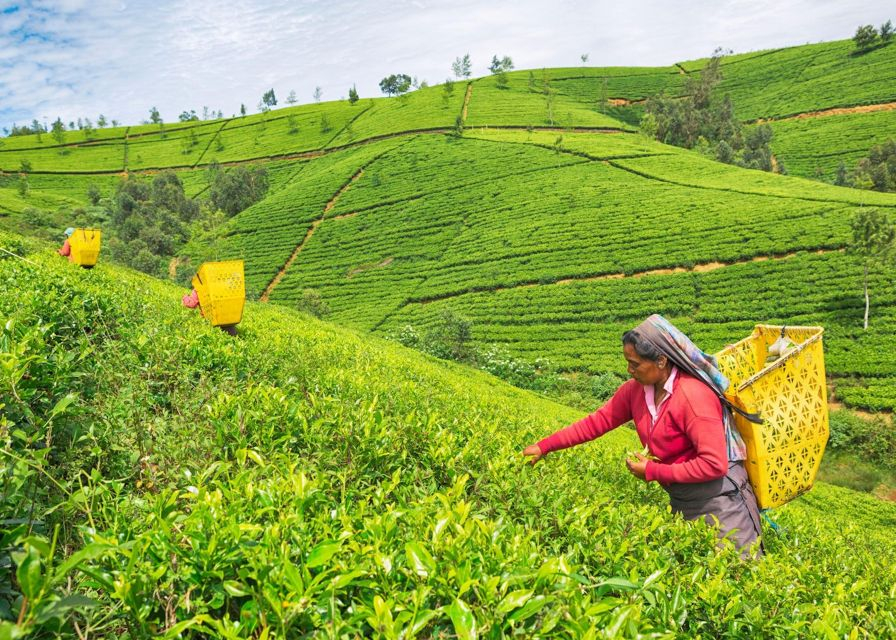 Kandy: Nuwaraeliya or Nanuoya Train Station Day Trip by Tuk Tuk 8R2SmpTQ