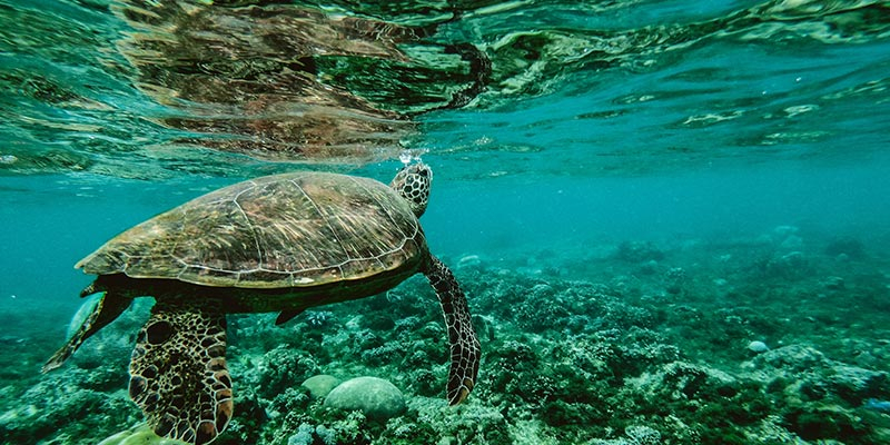 4 IN 1 -Turtle Beach, Yala Safari, Stilt Fishermen and Galle Fort h408dOq5