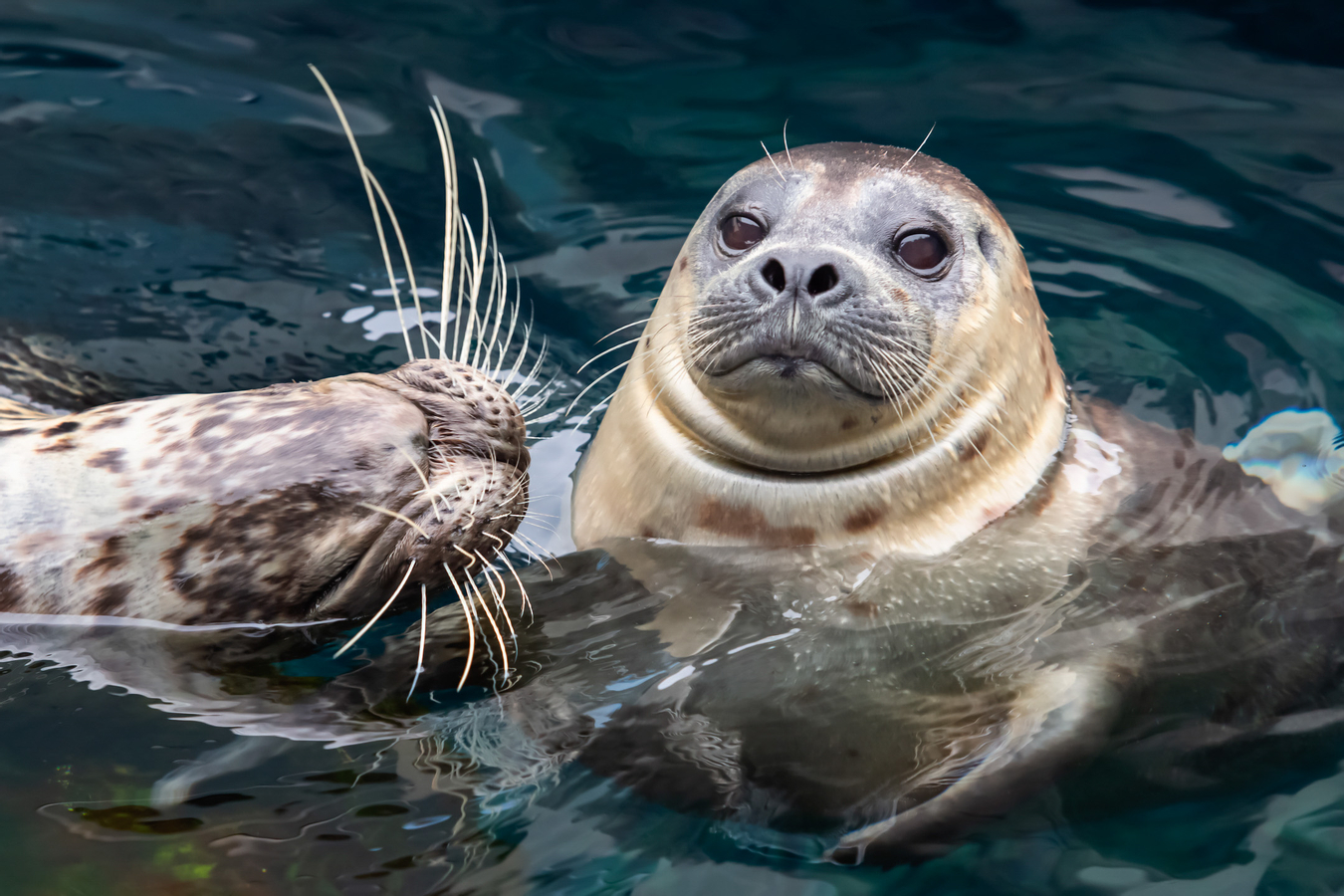Go City Los Angeles Explorer Pass: Save up to 50% on Attractions eVv1yFTc-backdrop