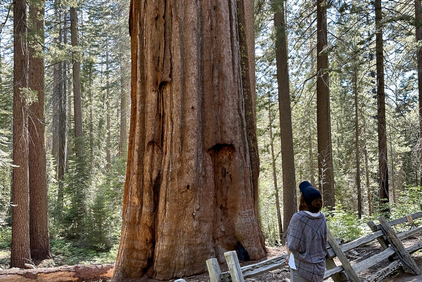Yosemite National Park Join-in or Private Tours xd9cgkia