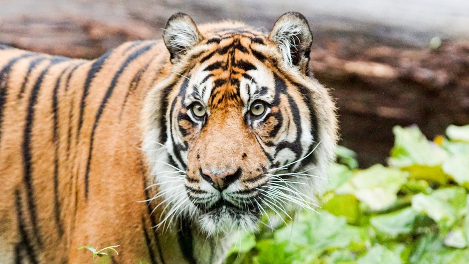 ZSL London Zoo Ticket  3qy3OmQq