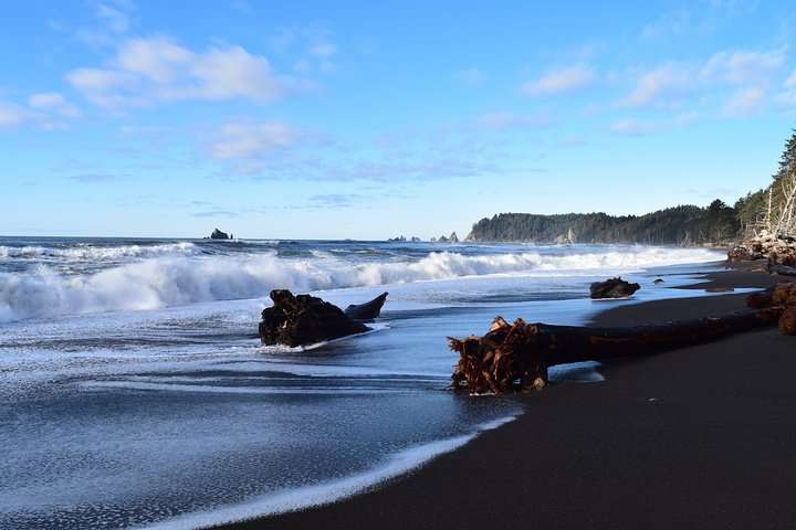 Hoh Rain Forest and Rialto Beach Guided Tour in Olympic National Park Zt4iwnL8-backdrop