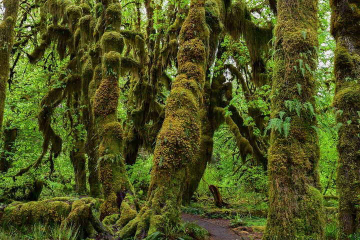 Hoh Rain Forest and Rialto Beach Guided Tour in Olympic National Park fRnE9ss7