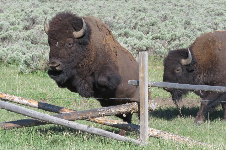 Grand Teton National Park - Sunrise Tour from Jackson Hole Jo40doQB