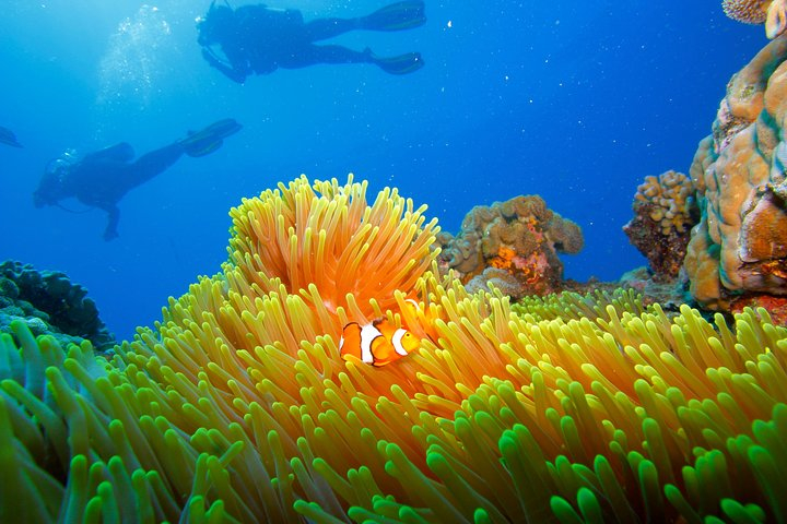Calypso Outer Great Barrier Reef Cruise from Port Douglas Tw5hDFEd-backdrop
