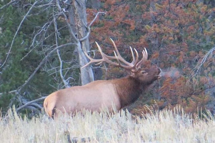 Grand Teton National Park - Sunrise Tour from Jackson Hole LOkHHpMM-backdrop