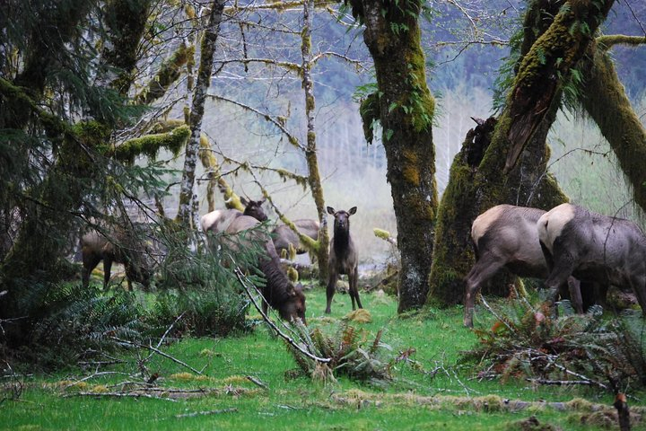 Hoh Rain Forest and Rialto Beach Guided Tour in Olympic National Park Lbo1HIIu