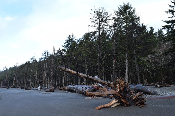 Hoh Rain Forest and Rialto Beach Guided Tour in Olympic National Park Rf9d520r