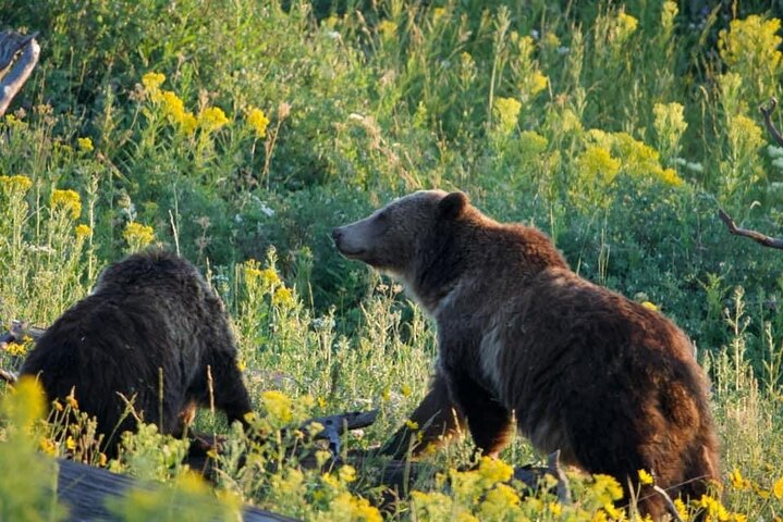 Full-Day Guided Yellowstone Day Tour mCXFzqvL