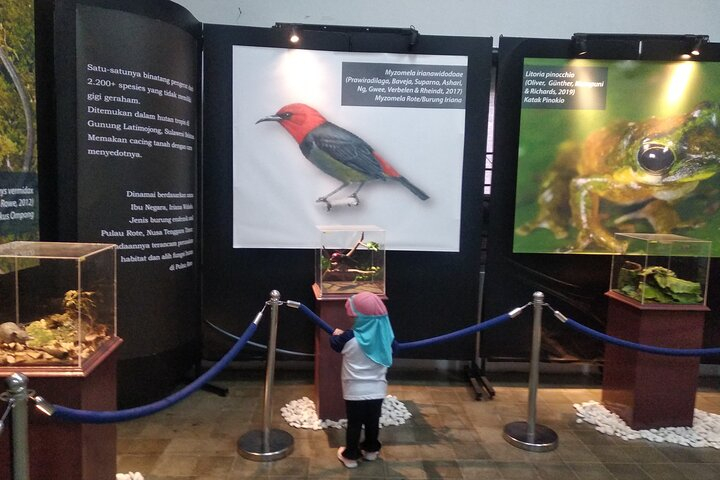 Private Tour Ragunan Zoo, natural life of animals MuPP1PQo-backdrop