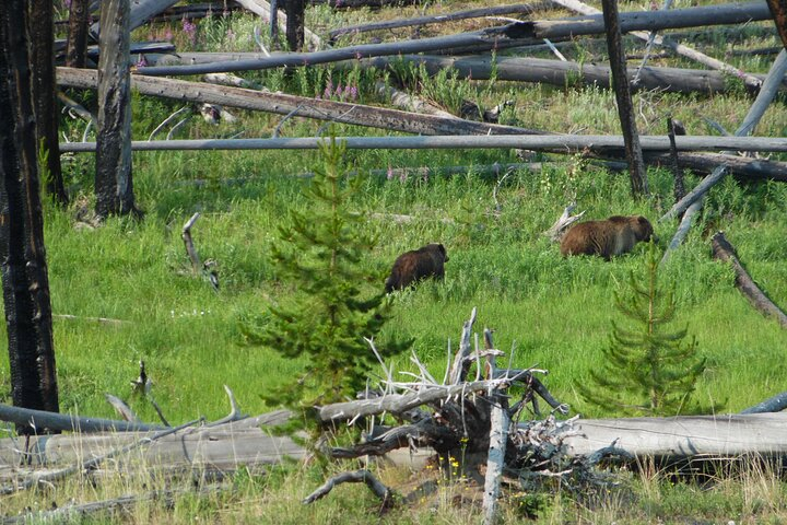 Full-Day Guided Yellowstone Day Tour VjmA0SbD