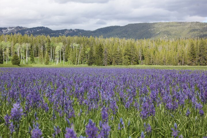 Private Tour in Grand Teton National Park and Yellowstone Lower Loop S8kda4CZ