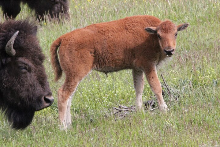 Lower Loop Yellowstone Wildlife Scenic - Jackson Hole Day Tour | WY uXSebhbQ-backdrop