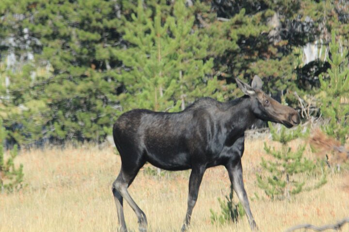 Private Tour in Grand Teton National Park and Yellowstone Lower Loop VTQPTywm