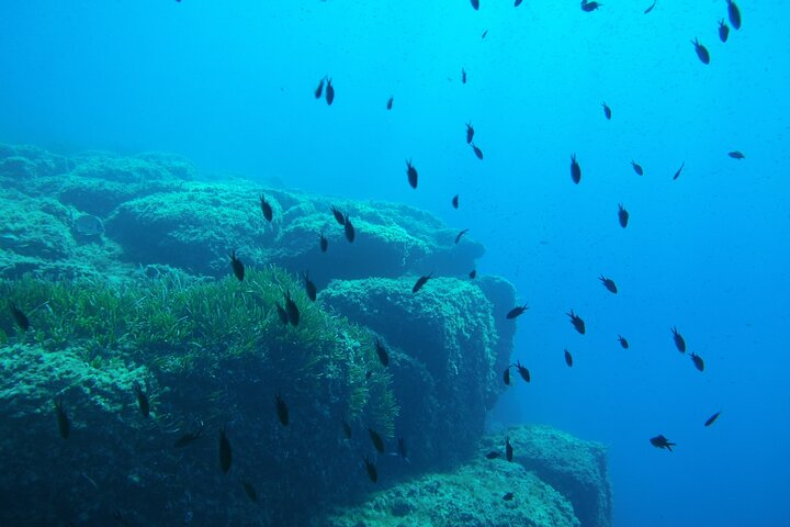 Half Day Snorkeling & Diving in Nice vbr7Uxrd