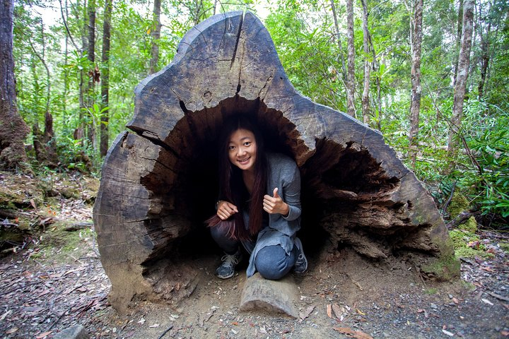 Tahune Airwalk & Hastings Cave Active Day Tour from Hobart Loy7PTzd