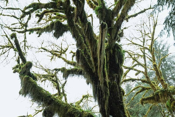 Twilight Forks Washington Tour xYCf7Qzf