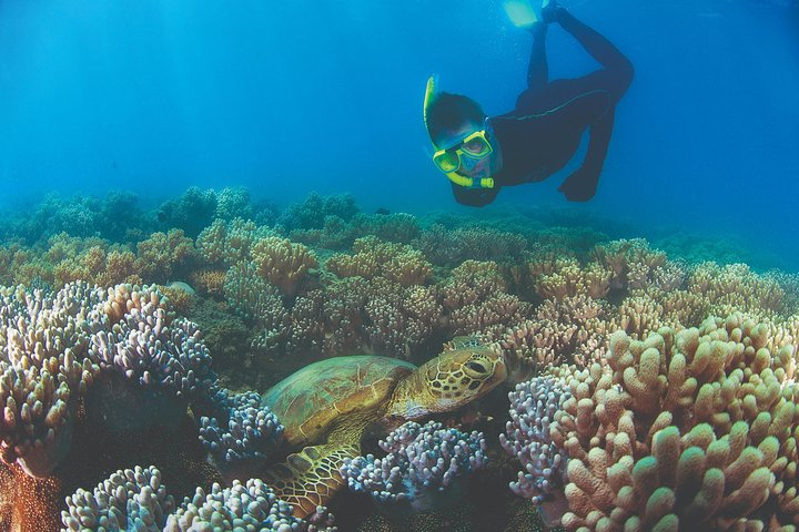 Wavedancer Low Isles Great Barrier Reef Sailing Cruise pxItv89q