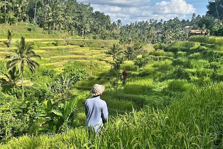 Ubud Bali Driver - Private Driver in Ubud oXkdOhRP