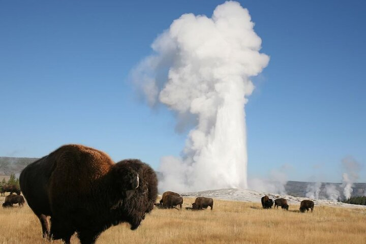 Full-Day Guided Yellowstone Day Tour s5JOG8gc-backdrop