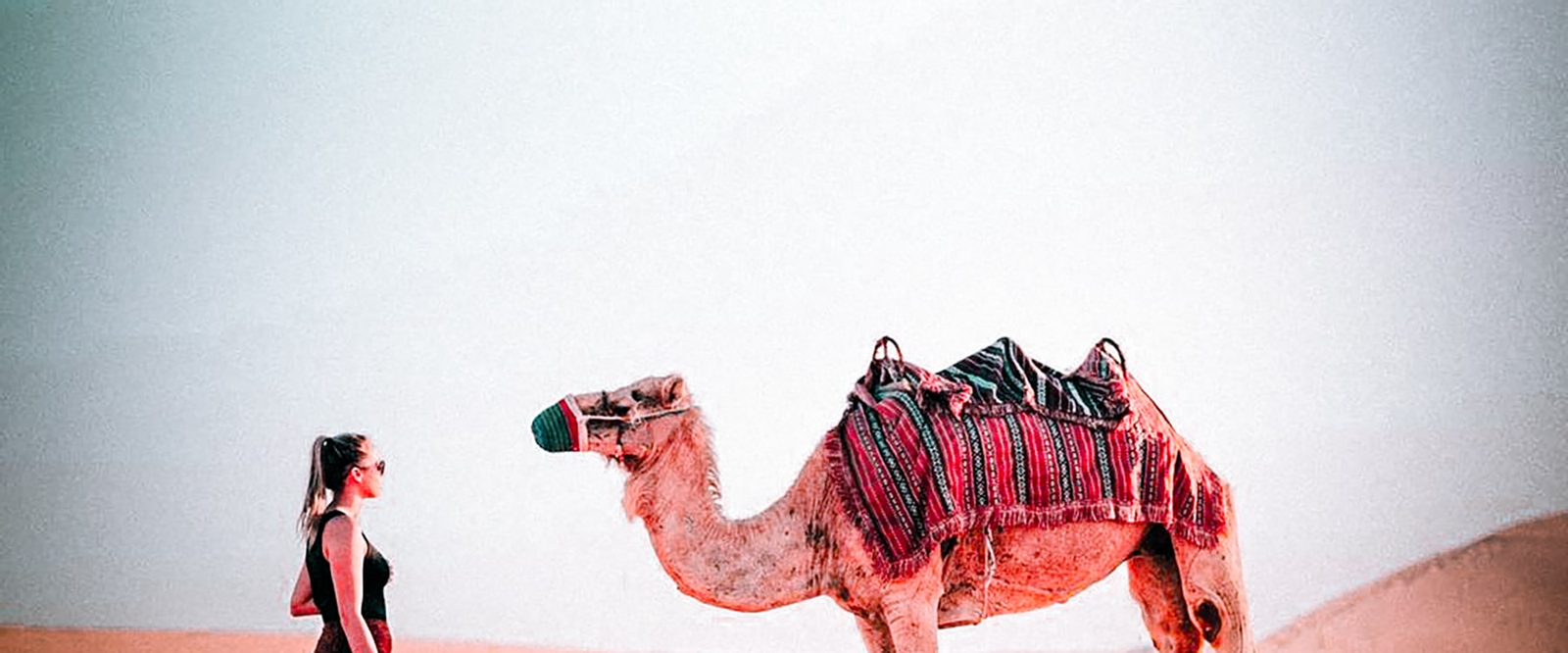 Camel Trekking Experience in Abu Dhabi yme18QEi