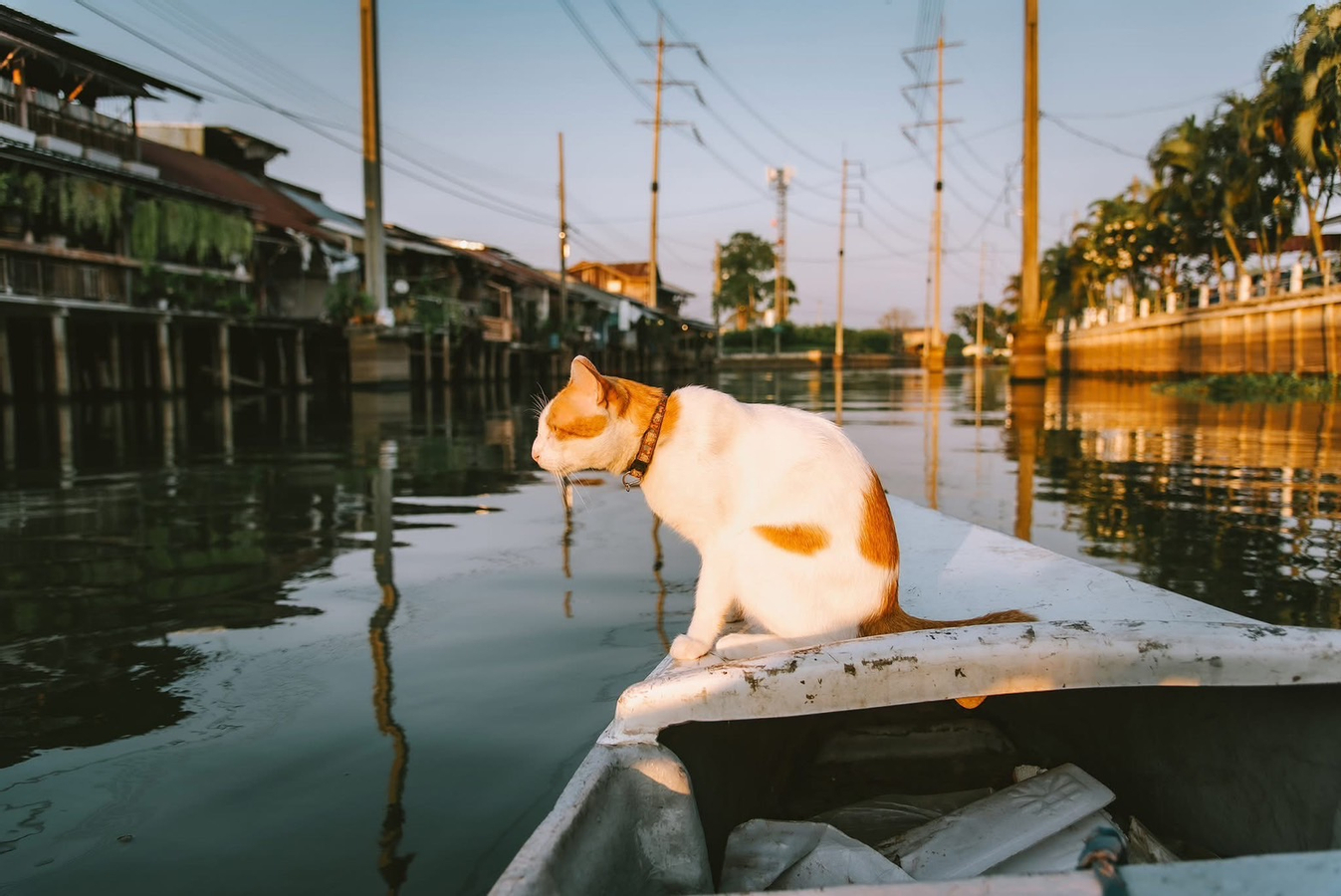 [ Exclusive] Cat boat for sunset in Bangkok (MyProGuide) Swni12Xc