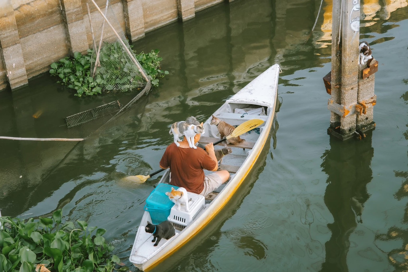 [ Exclusive] Cat boat for sunset in Bangkok (MyProGuide) tVBdQzej