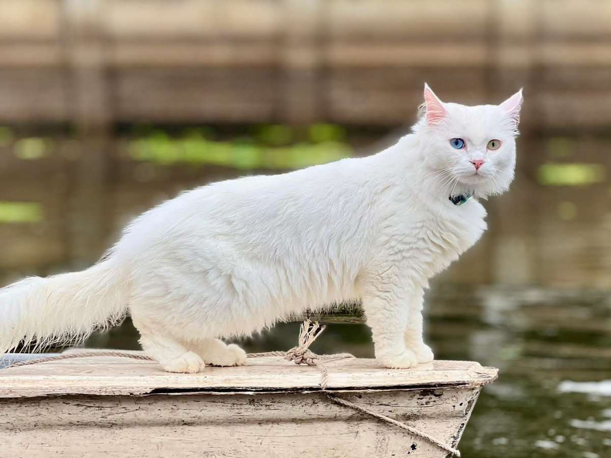 [ Exclusive] Cat boat for sunset in Bangkok (MyProGuide) MmkpeCqj-backdrop