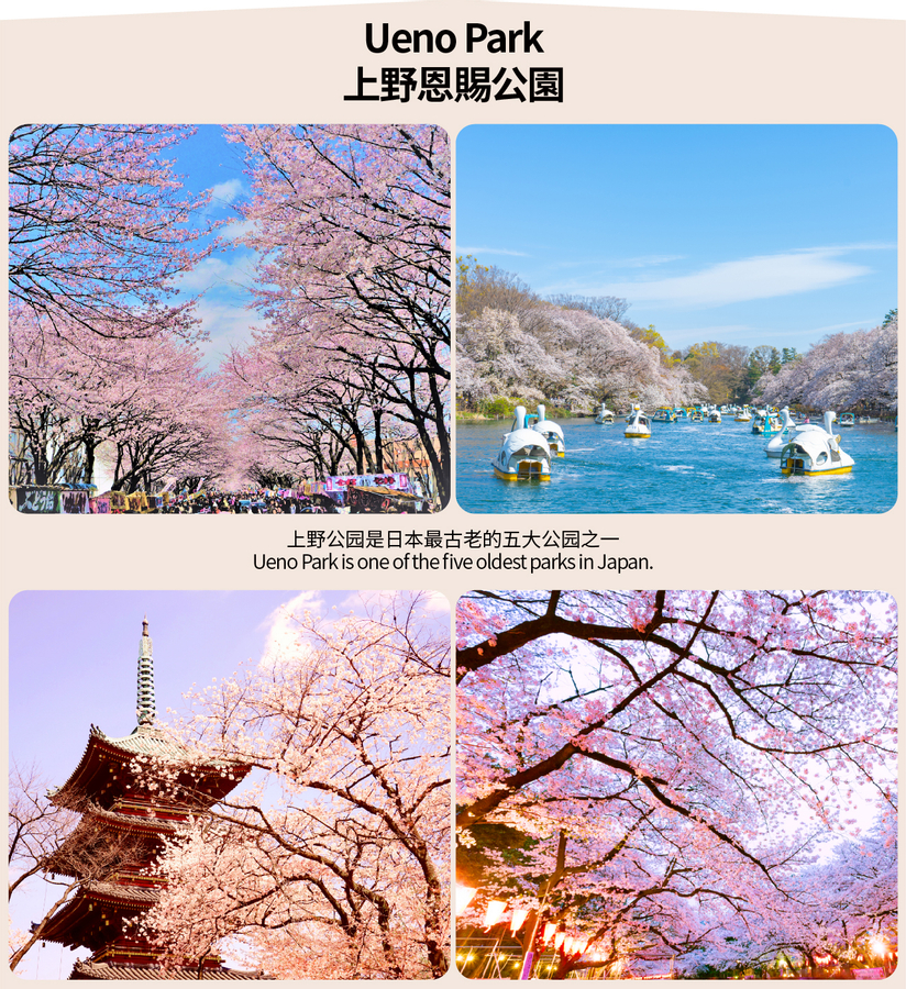 [Cherry Blossom Season Limited Lunch Included] Ueno Park, Chidorigafuchi, and Meguro River Night Cherry Blossom Viewing Day Tour (Depart from Tokyo) jYPwOugf