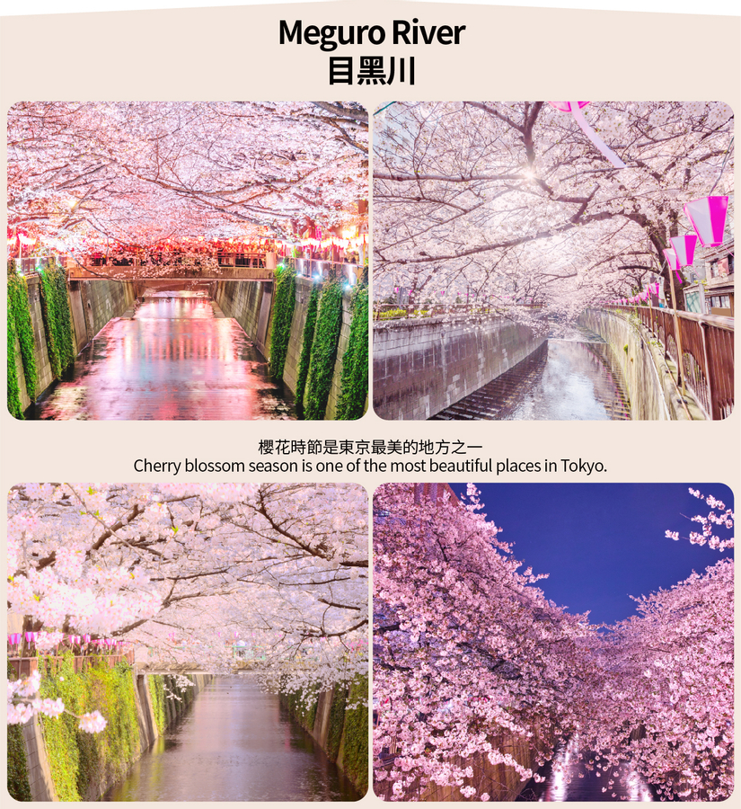 [Cherry Blossom Season Limited Lunch Included] Ueno Park, Chidorigafuchi, and Meguro River Night Cherry Blossom Viewing Day Tour (Depart from Tokyo) 6aVkmzcR