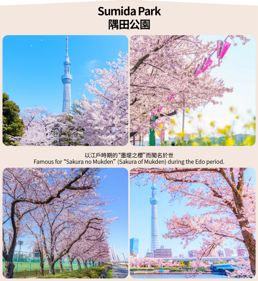 [Cherry Blossom Season Limited Tokyo Cherry Blossom Viewing] Shinjuku Gyoen & Chidorigafuchi & Ueno Park & Sumida Park & Meguro River Cherry Blossom Viewing Day Tour (Depart from Tokyo) 4iRnxfDb