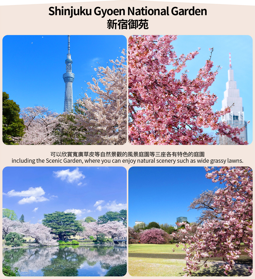 [Cherry Blossom Season Limited Tokyo Cherry Blossom Viewing] Shinjuku Gyoen & Chidorigafuchi & Ueno Park & Sumida Park & Meguro River Cherry Blossom Viewing Day Tour (Depart from Tokyo) SHms38vg