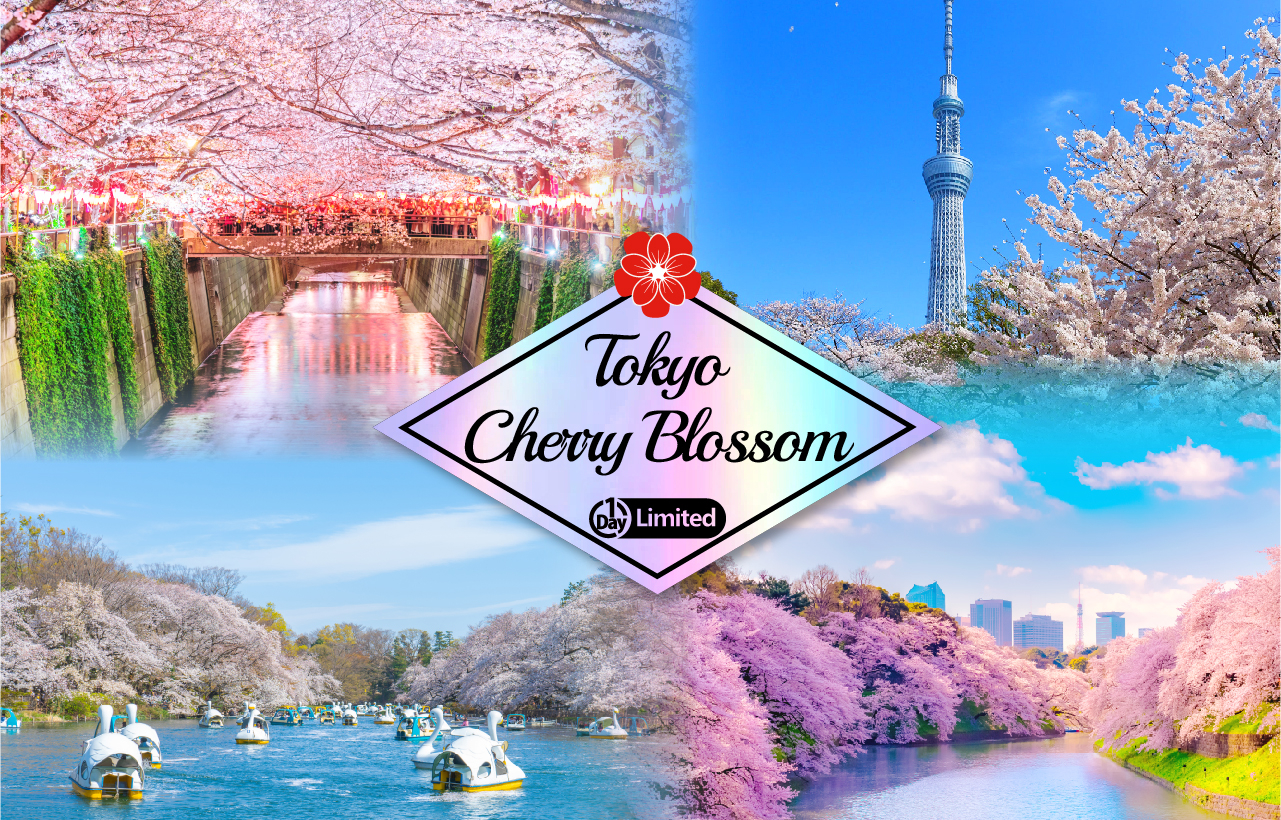 [Cherry Blossom Season Limited Tokyo Cherry Blossom Viewing] Shinjuku Gyoen & Chidorigafuchi & Ueno Park & Sumida Park & Meguro River Cherry Blossom Viewing Day Tour (Depart from Tokyo) ffpXH3NW