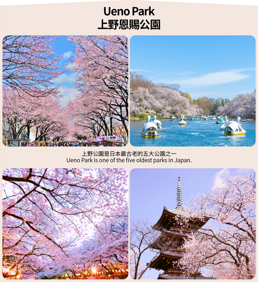 [Cherry Blossom Season Limited Tokyo Cherry Blossom Viewing] Shinjuku Gyoen & Chidorigafuchi & Ueno Park & Sumida Park & Meguro River Cherry Blossom Viewing Day Tour (Depart from Tokyo) yJoBkmwC