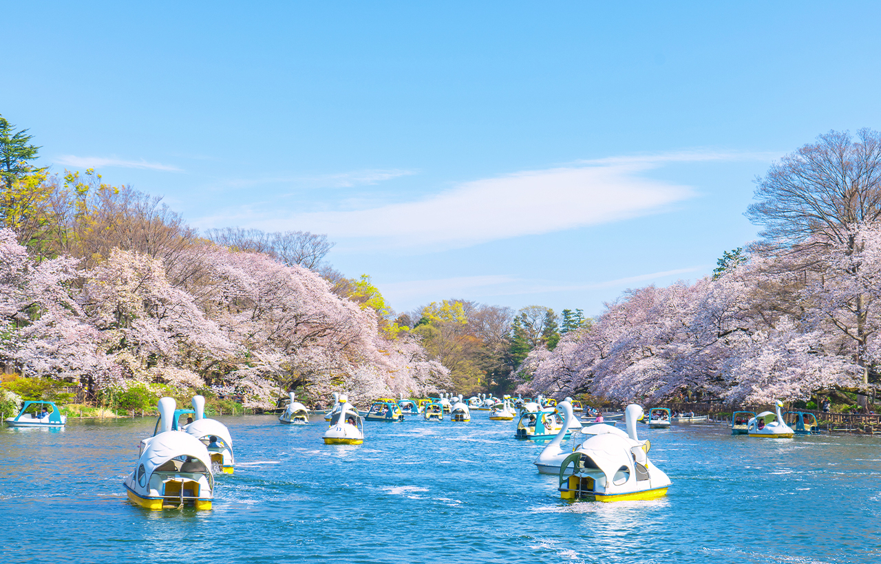 Cherry Blossom Season Exclusive - Night Cherry Blossoms・Tokyo Cherry Blossom Viewing Tour｜Depart from Shinjuku/Ueno miMNfH5f