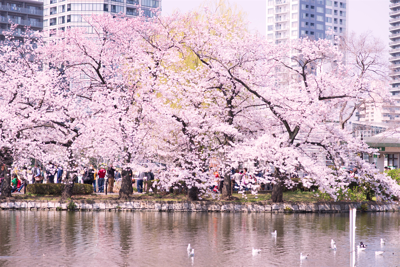 Cherry Blossom Season Exclusive - Night Cherry Blossoms・Tokyo Cherry Blossom Viewing Tour｜Depart from Shinjuku/Ueno 3Wi32sZm