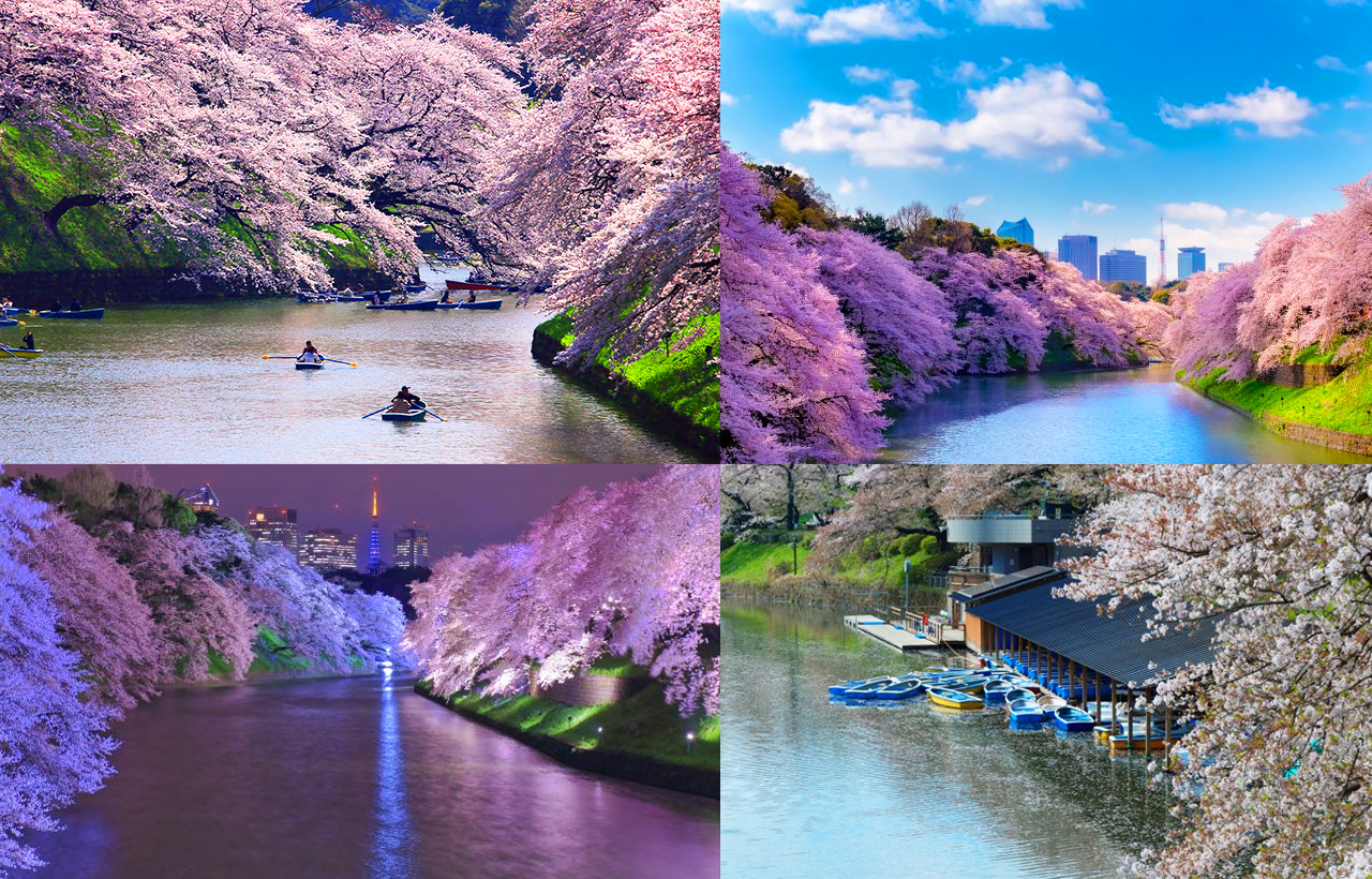 Cherry Blossom Season Exclusive - Night Cherry Blossoms・Tokyo Cherry Blossom Viewing Tour｜Depart from Shinjuku/Ueno O2mmWh3a