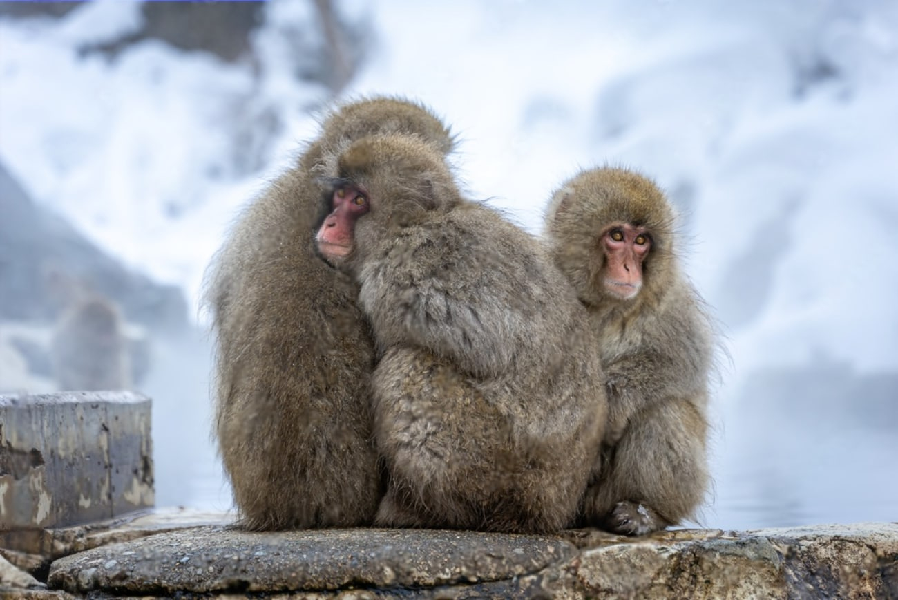 Jigokudani Monkey Park & Zenkoji Temple Private Day Trip PGDaOX6Y