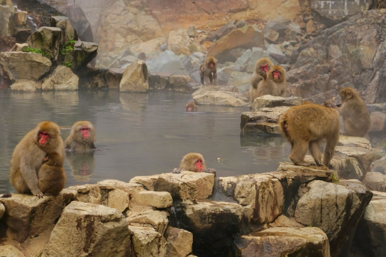 Jigokudani Monkey Park & Zenkoji Temple Private Day Trip HdFGzILg-backdrop