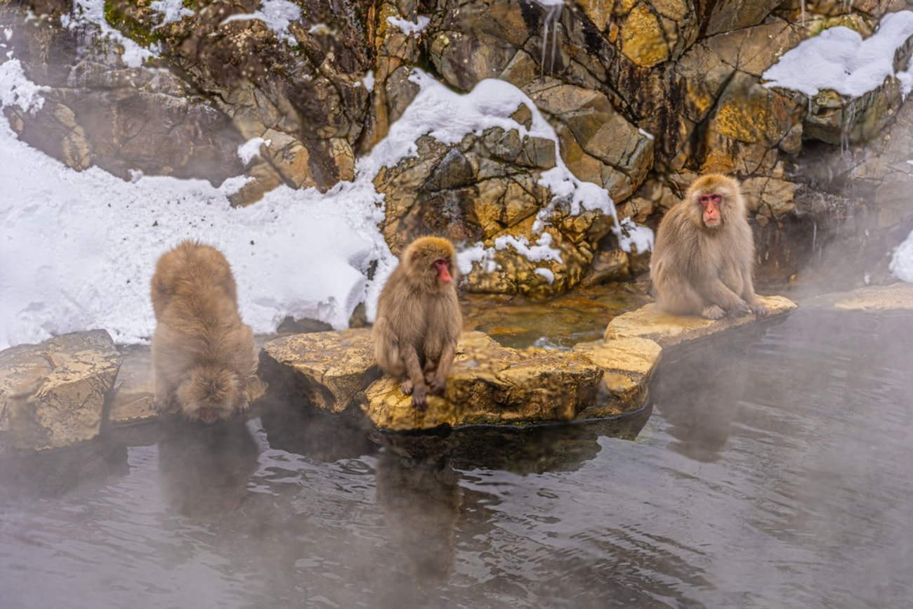 Jigokudani Monkey Park & Zenkoji Temple Private Day Trip 7avqGBSD