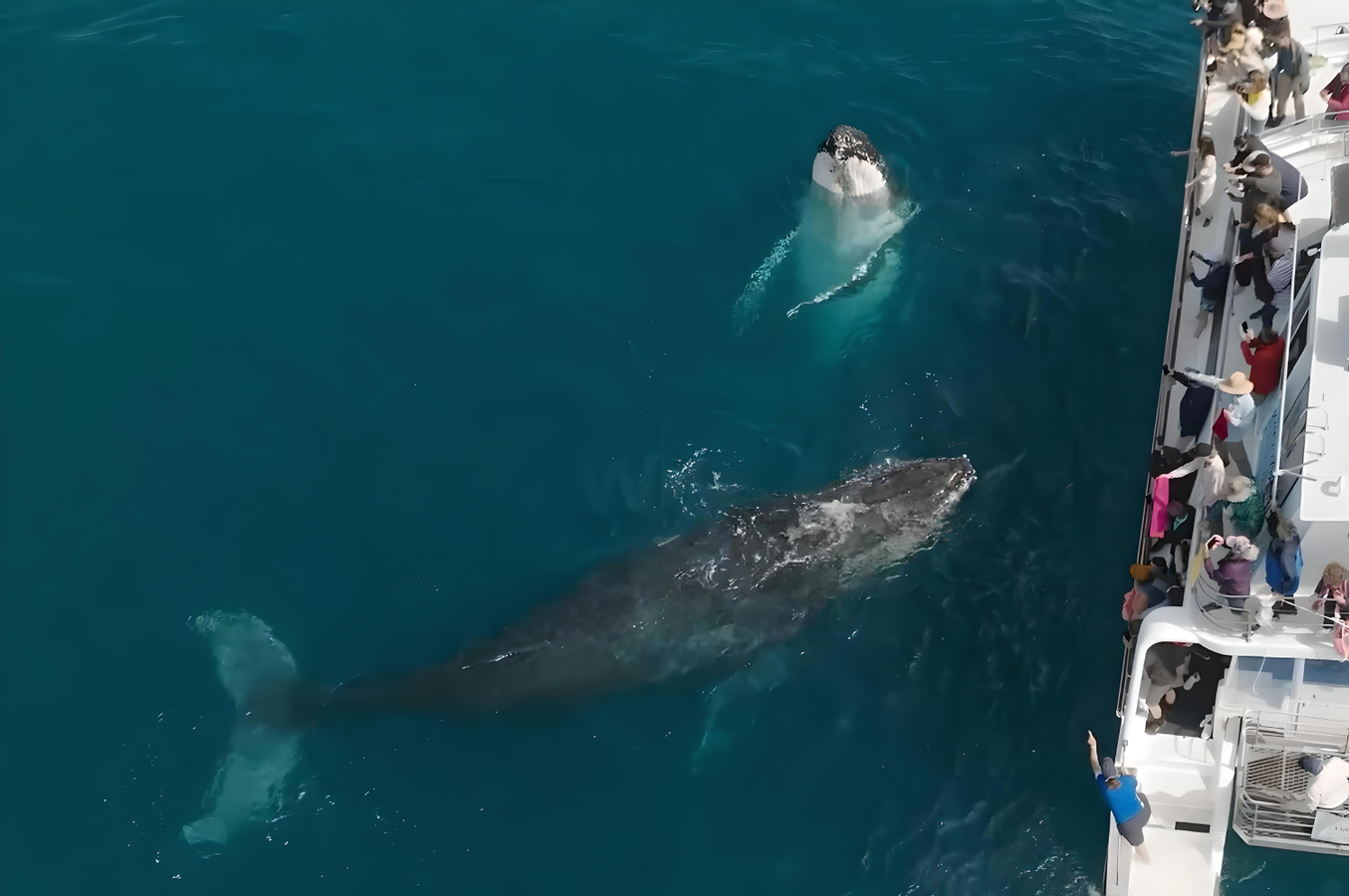 Freedom Premium Full Day Whale Watching Experience in Hervey Bay bhd1NnEg